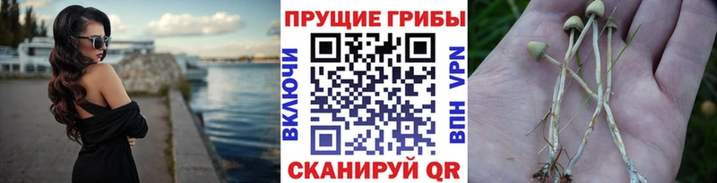 как найти наркотики Фатеж Галлюциногенные грибы MAGIC MUSHROOMS